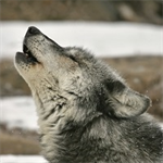 Prosecuting Animal Cruelty in the Wildlife Context