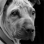 Animal Cruelty Investigations: A Primer and Considerations for Attorneys