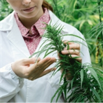 High Stakes, Bad Clauses: Drafting Cannabis ADR Provisions That Actually Work